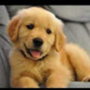 Meet your Posher, Vivian